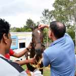 New Horses to the School